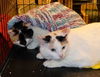 Cali (and her sister Journey)
