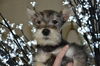 Hansel