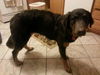 Bailey