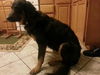 Bailey