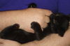 Inky