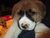 Waylon
