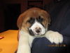Waylon