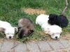 Fern - ADOPTION PENDING