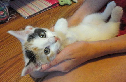 Tammy (calico kitten)