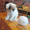Tammy (calico kitten)