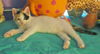 Tammy (calico kitten)