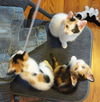 Tammy (calico kitten)