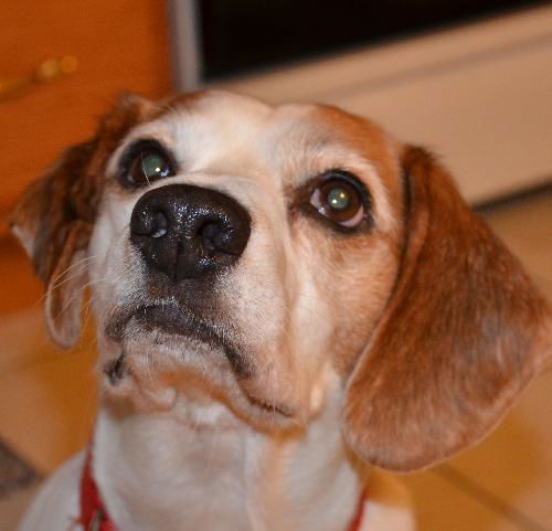 Harvey