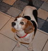 Harvey