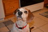 Harvey