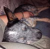 Bandit