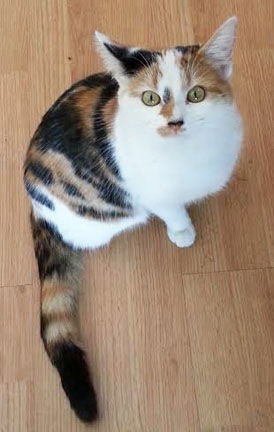 Callie
