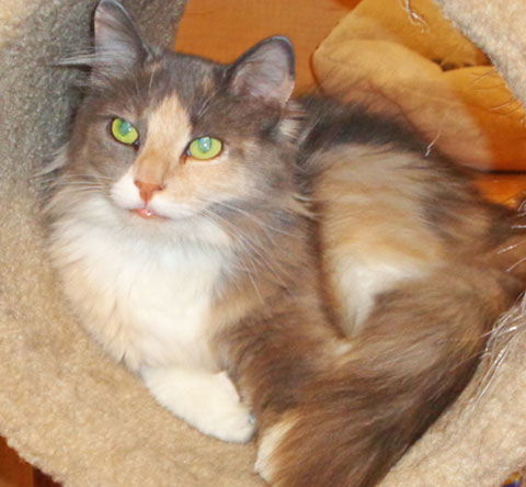 Harper
