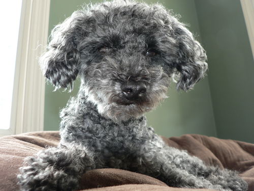 Jack-Pending Adoption
