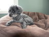 Jack-Pending Adoption