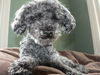 Jack-Pending Adoption