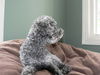 Jack-Pending Adoption