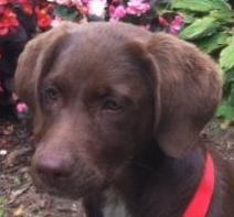 Cadbury ARF Chocolate Lab