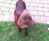 Cadbury ARF Chocolate Lab