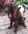 Cadbury ARF Chocolate Lab