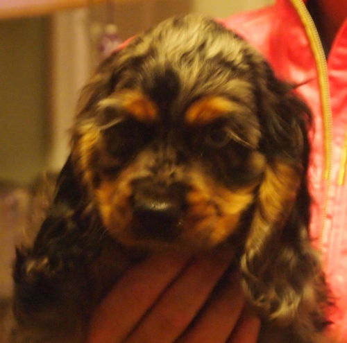 Jack ARF Merle Cocker Spaniel