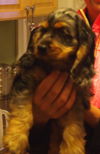 Jack ARF Merle Cocker Spaniel