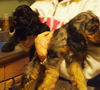 Jack ARF Merle Cocker Spaniel