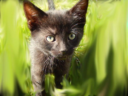Panther