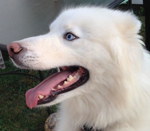 Nanook