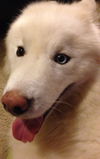 Nanook