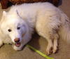 Nanook