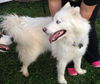 Nanook