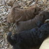 Jagger **ADOPTION PENDING**