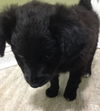 Jagger **ADOPTION PENDING**