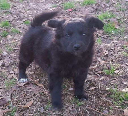 Jagger **ADOPTION PENDING**