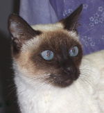 Talya