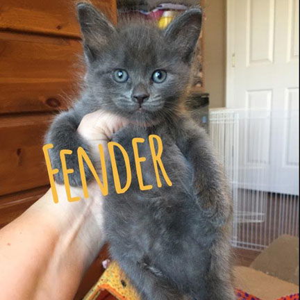 Fender