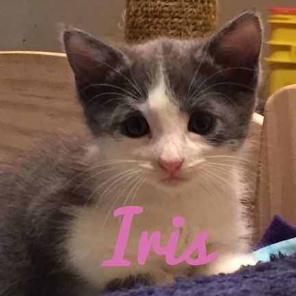 Iris