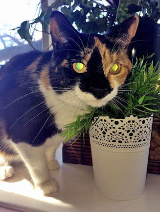 Callie (with Ollie)
