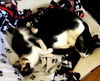 Callie (with Ollie)