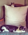 Callie (with Ollie)