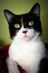 Callie (with Ollie)