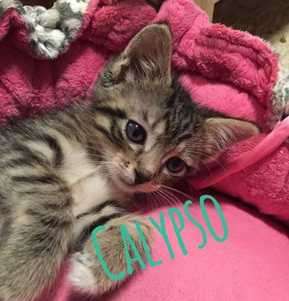 Calypso