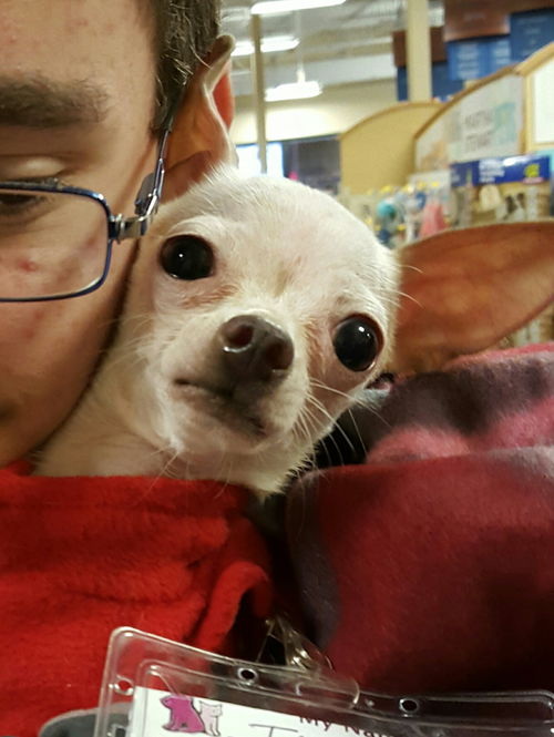Taquito