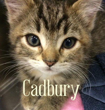 Cadbury
