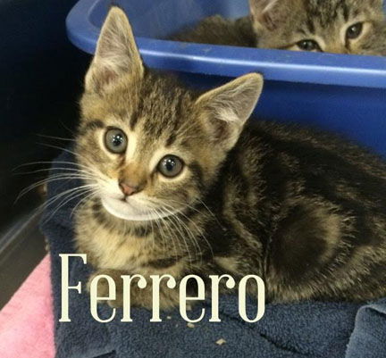 Ferrero