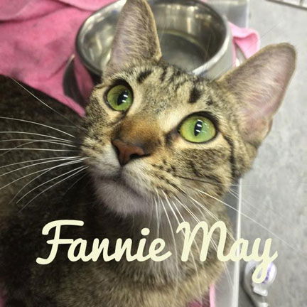 Fannie May