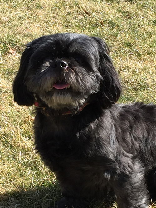Harmony **ADOPTION PENDING**