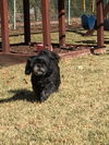 Harmony **ADOPTION PENDING**